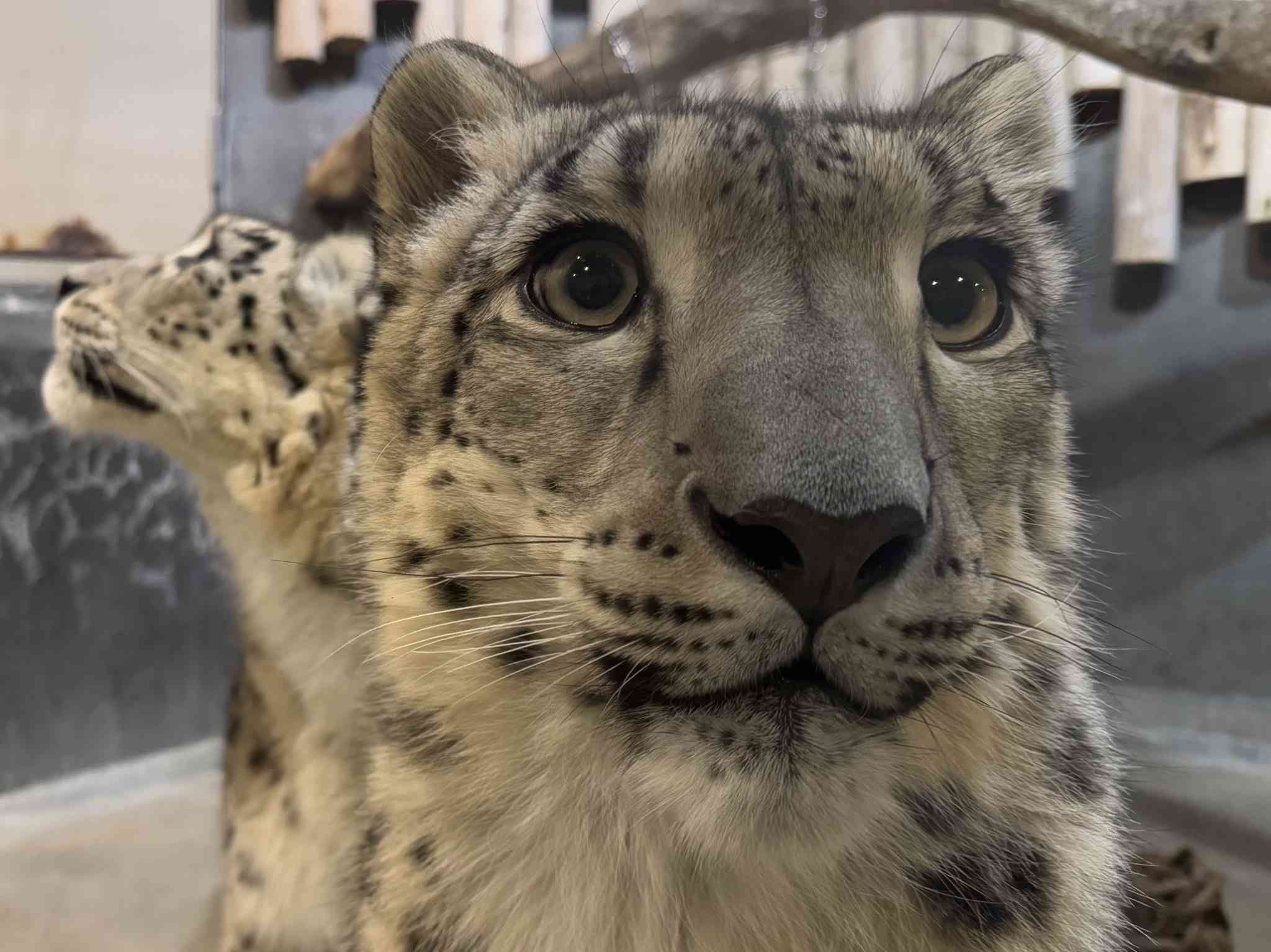 snow leopard smiling at camera with another one in the back